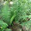 La Pteris vittata